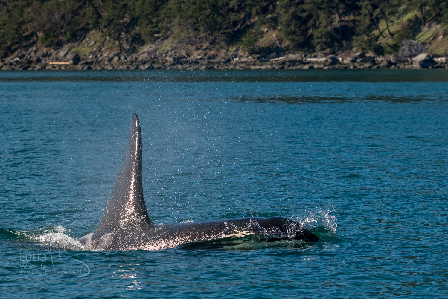 Southern Resident Killer Whale