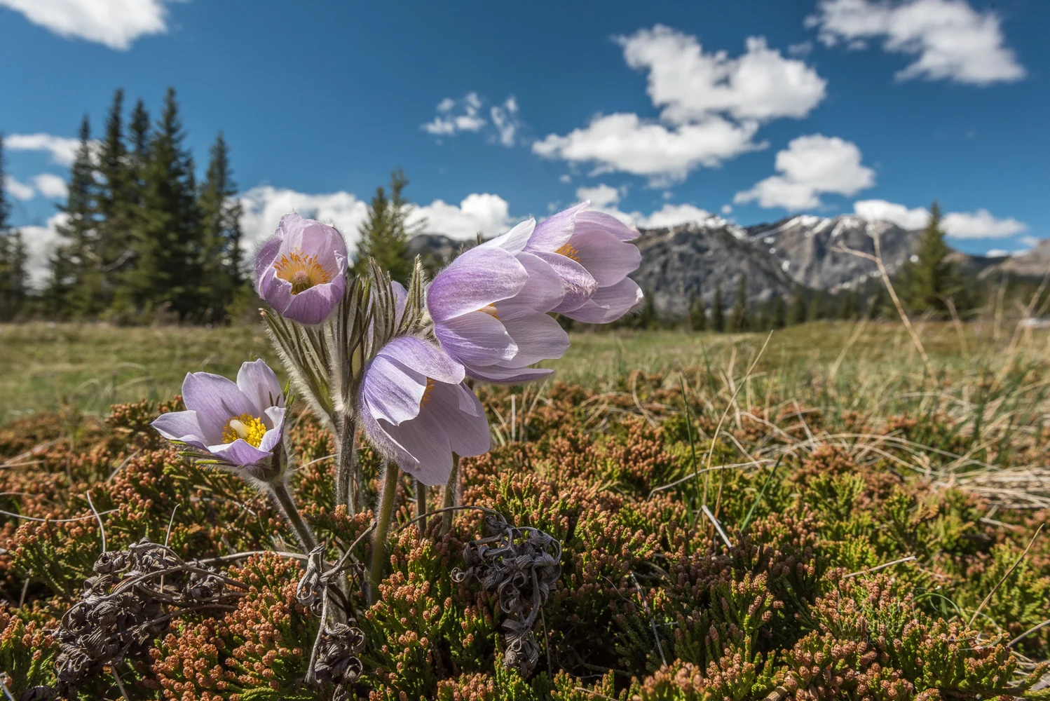 Pasqueflowers
