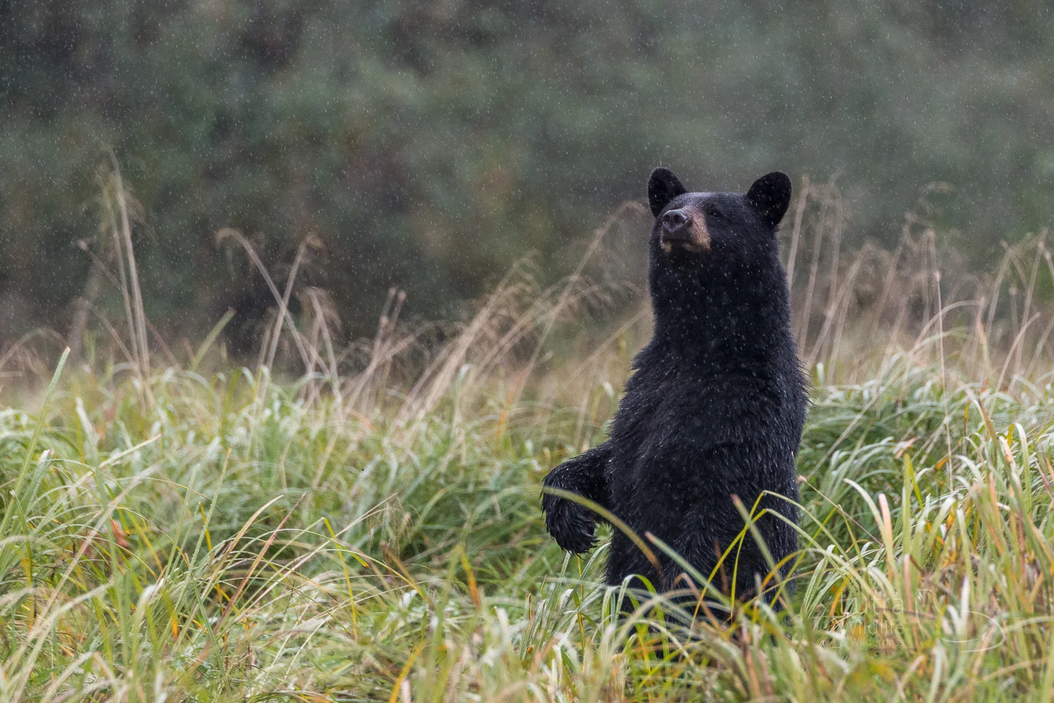 Young Black Bear