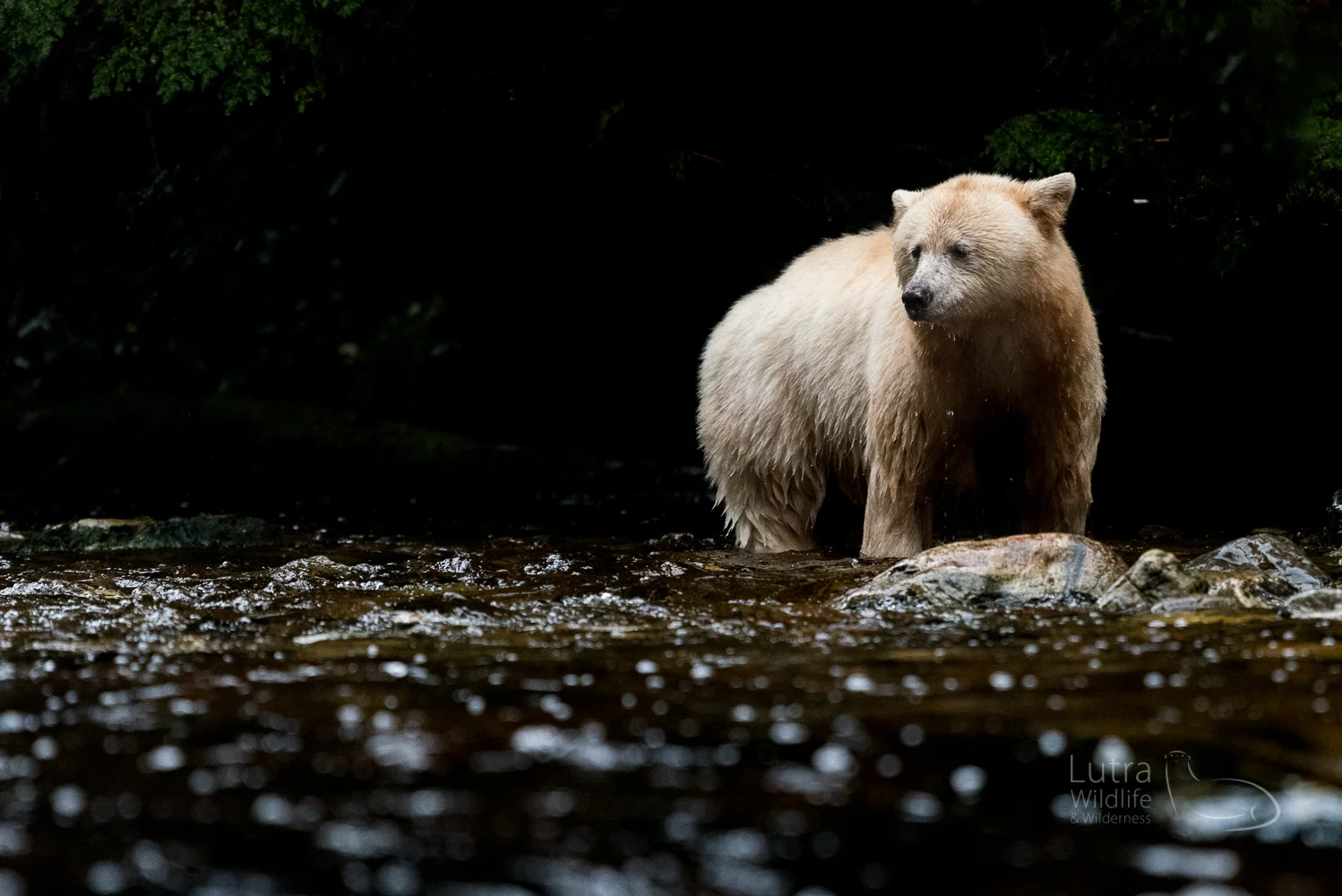 Spirit Bear