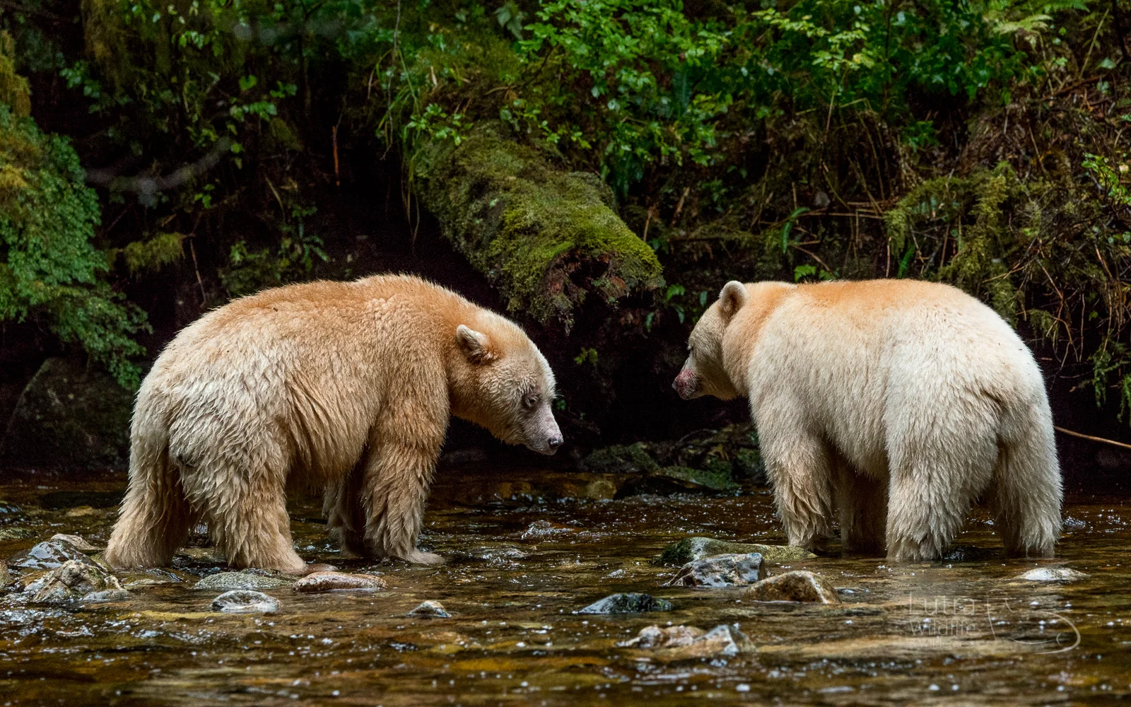 Spirit Bears -