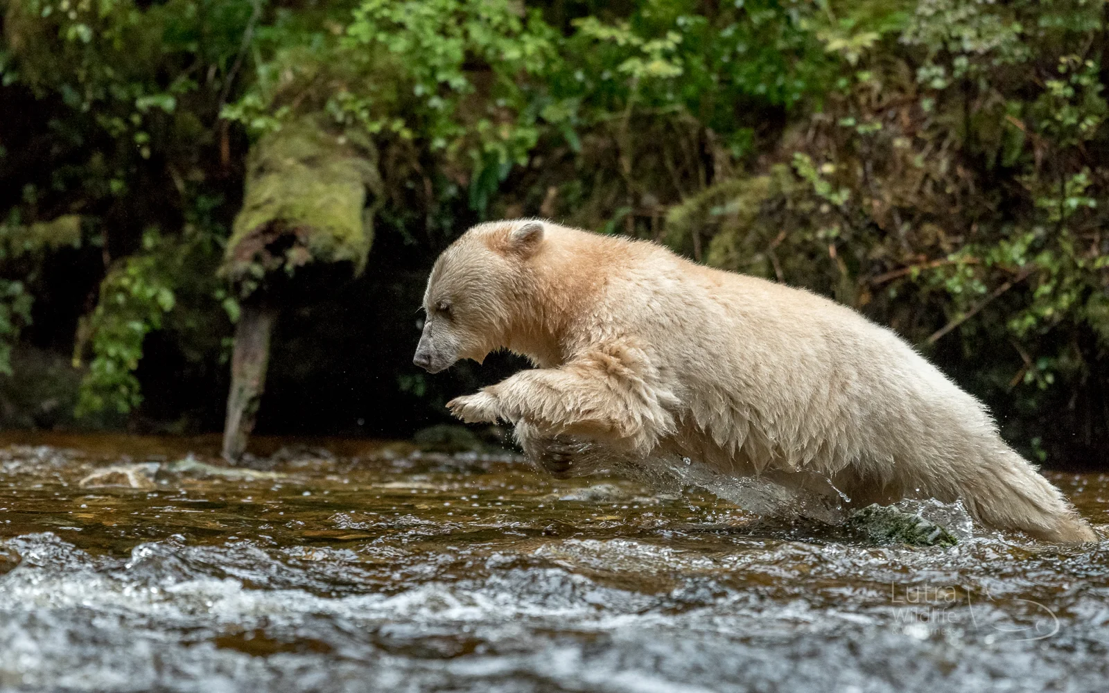 Spirit Bear