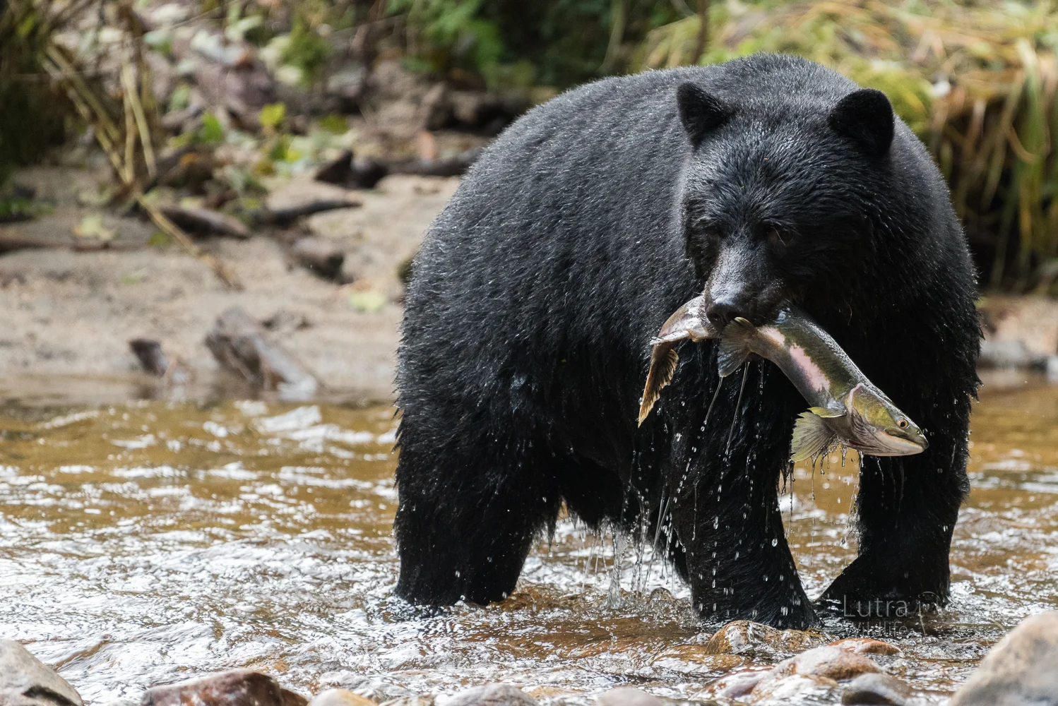 Black Bear