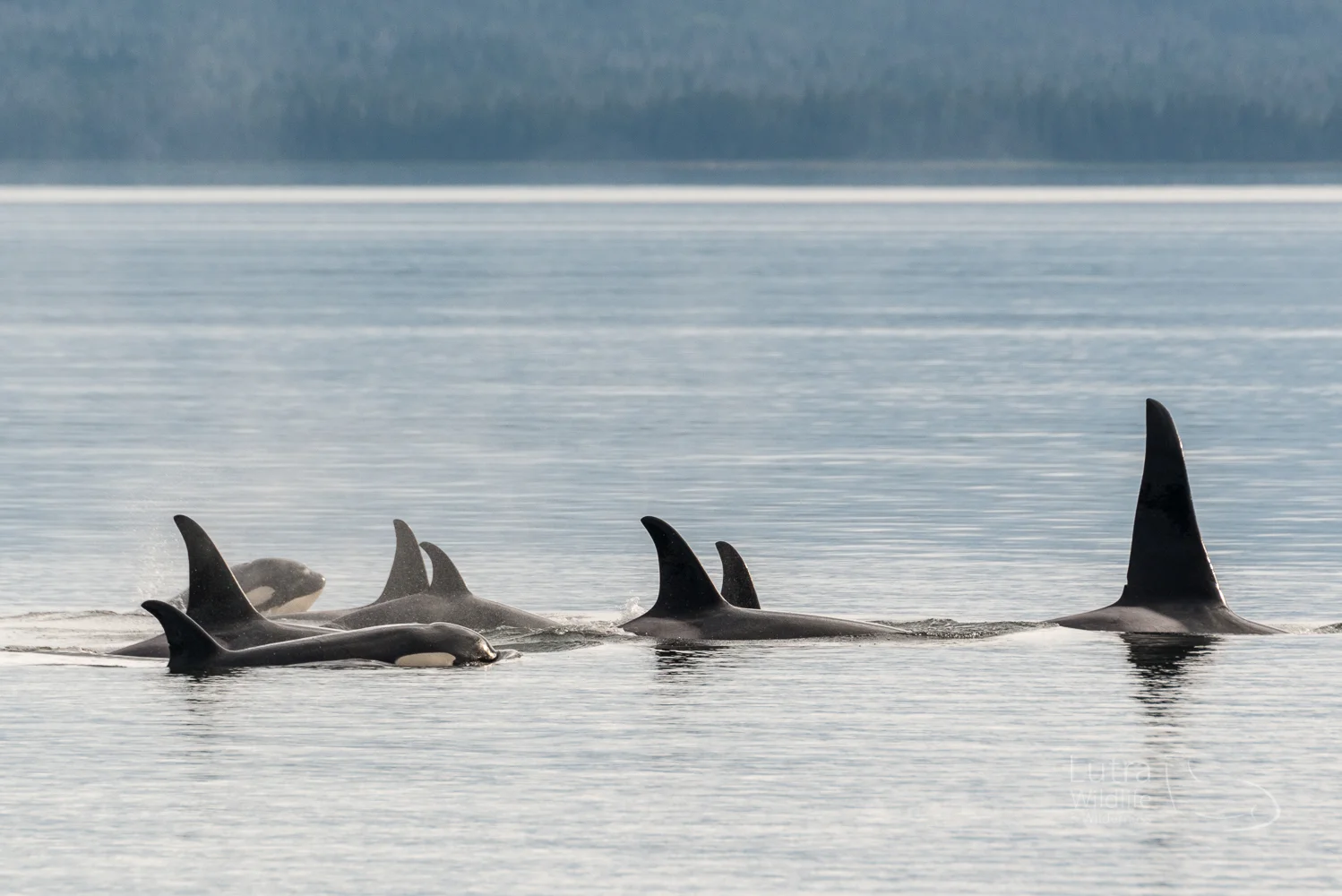 Alaskan Resident Killer Whales