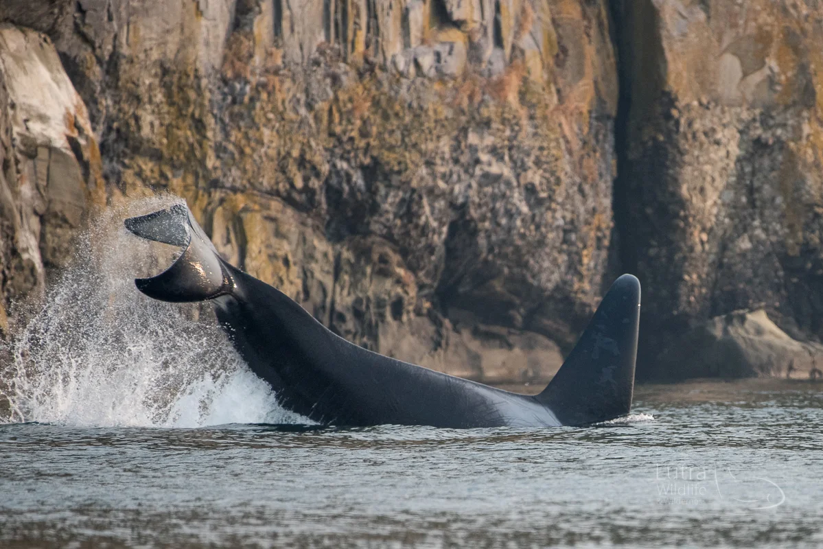 Ultimate Killer Whale Tour