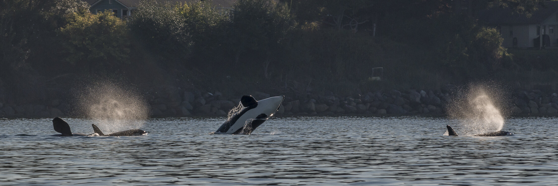 Northern Resident Killer Whales