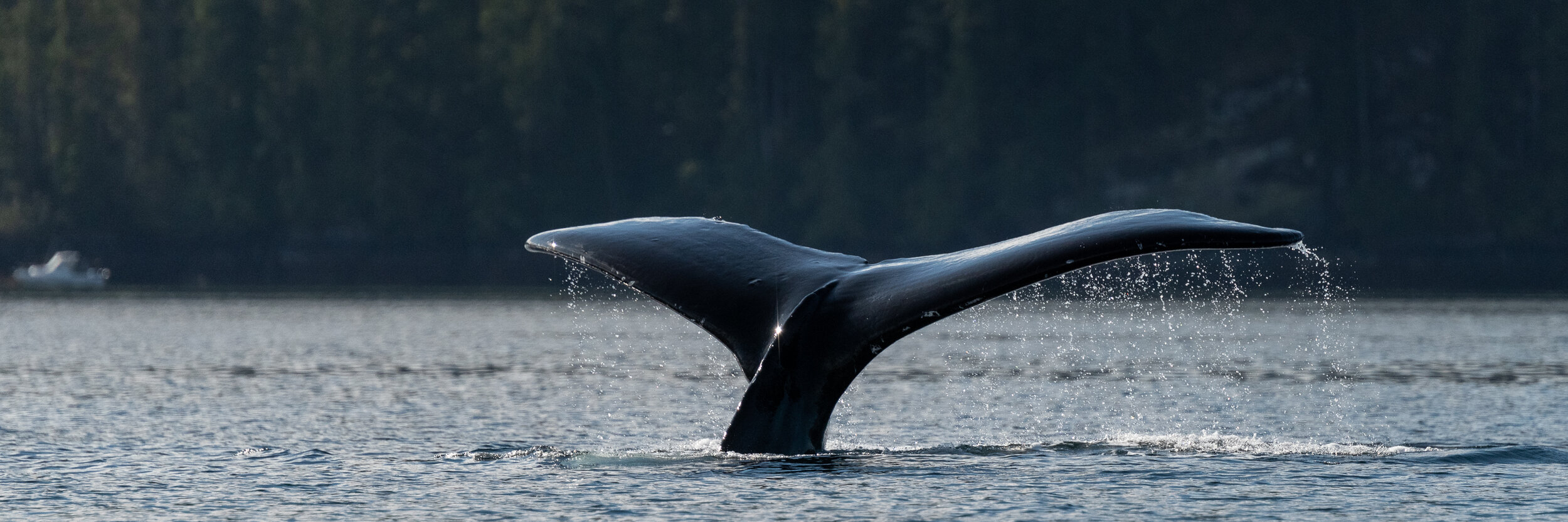 The Best Wildlife Tours BC - Humpback Whale