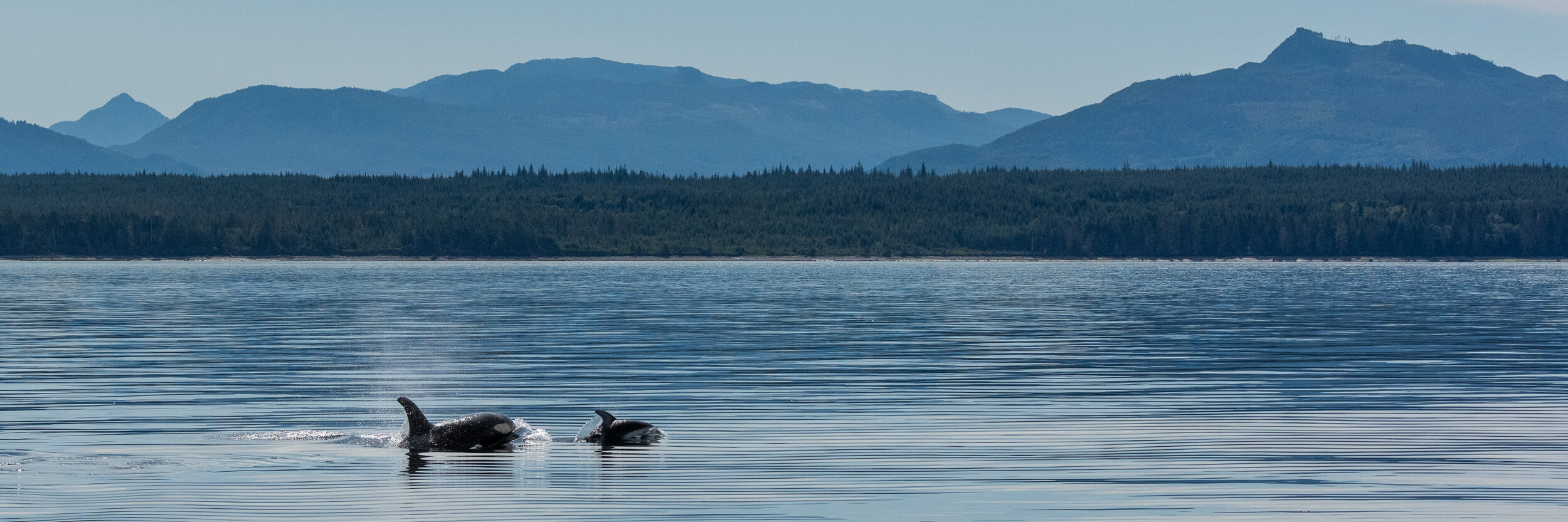  Northern Resident Killer Whale and Pacific White-sided Dolphin 