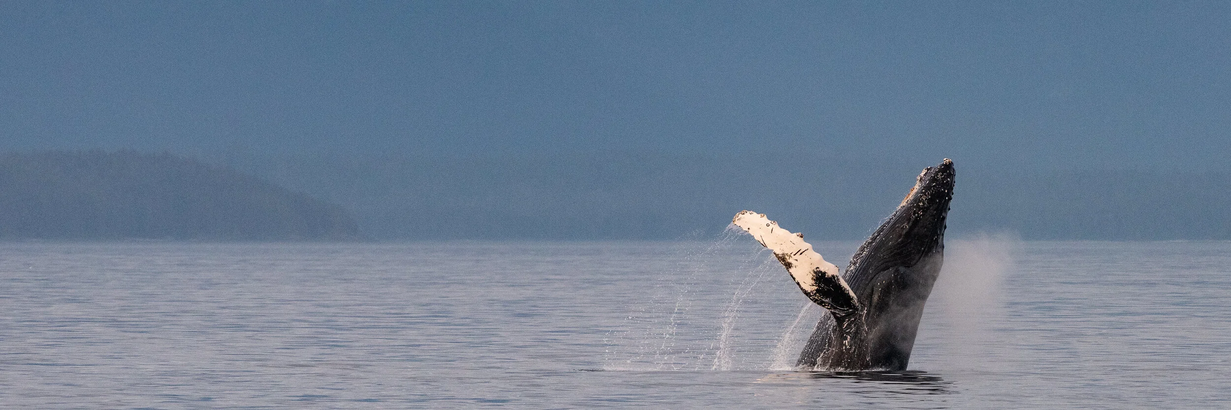 publisher banner-0354.jpg