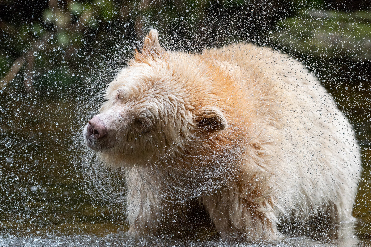 2019 Spirit Bear photographic tours
