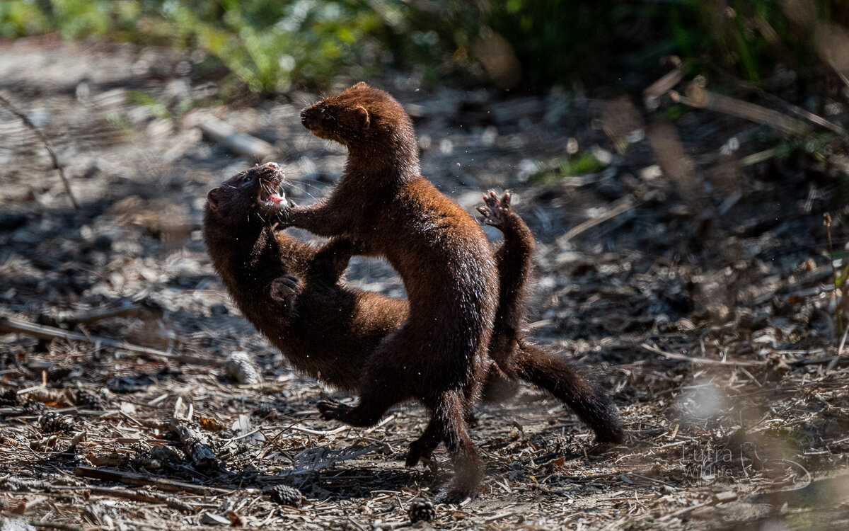 2019 BC Wildlife Highlights