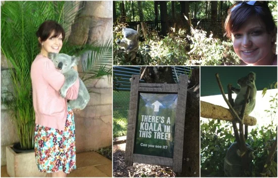 Koalas at Australia Zoo. The only place where you should give them a cuddle.
