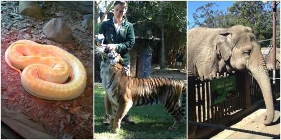 Python, bengal tiger and elephant feeding at Australia Zoo.