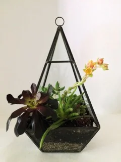 Terrarium by Fiore Floral
