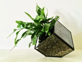Terrarium by Fiore Floral