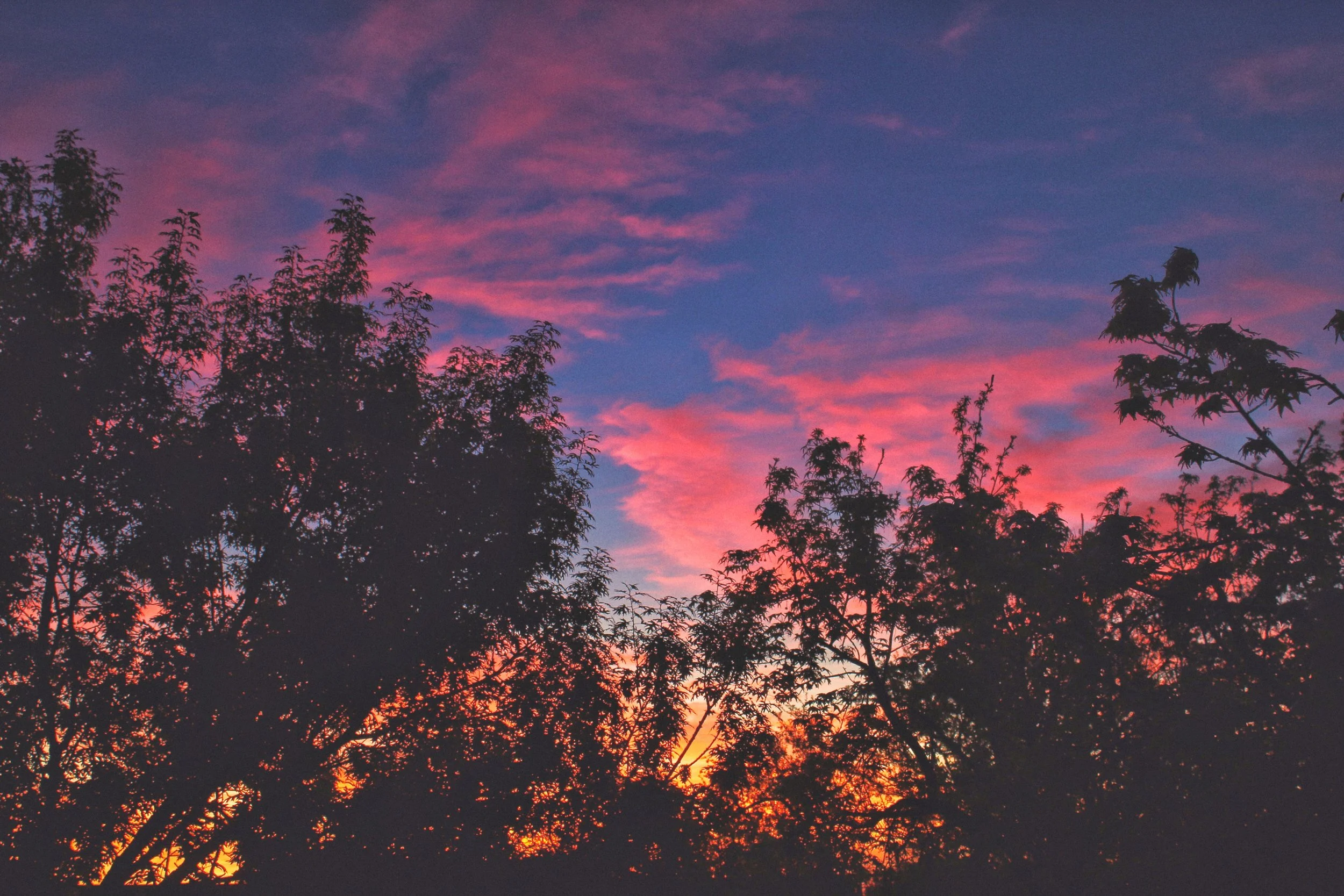  Sunset through trees. 2020.  Gerardo “Jerry” Cantu 