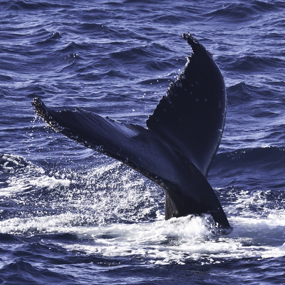 Whales — AWR