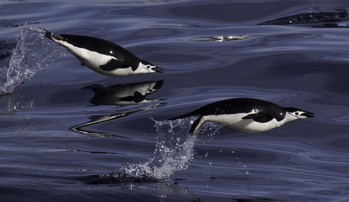 Woods Hole Oceano Institution, march Of The Penguins, macaroni Penguin,  adélie Penguin, galapagos Penguin, chinstrap Penguin, southern Rockhopper  Penguin, antarctica, emperor Penguin, endangered Species