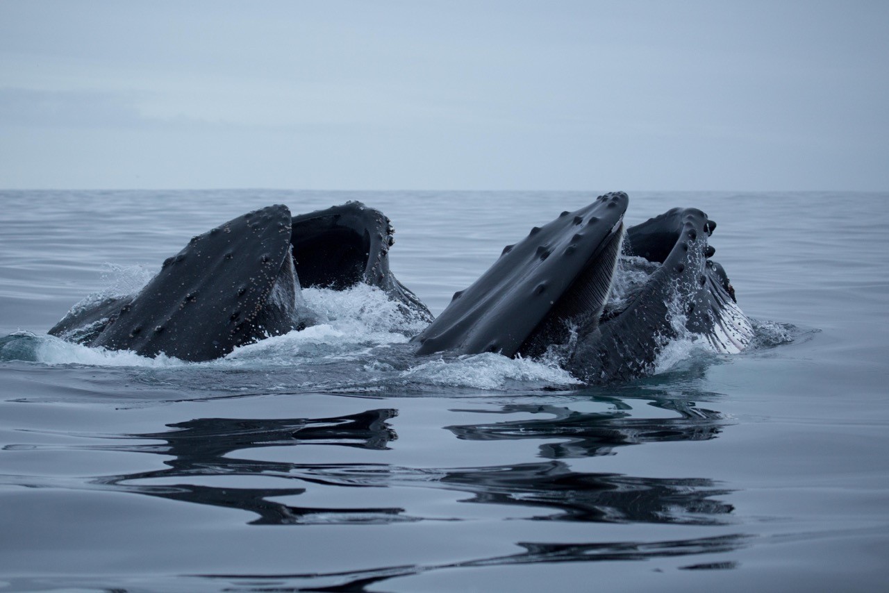 Photo taken by Dr. Friedlander, who will conduct a long-term ecological study on the foraging behavior of humpback whales around the Antarctic Peninsula.