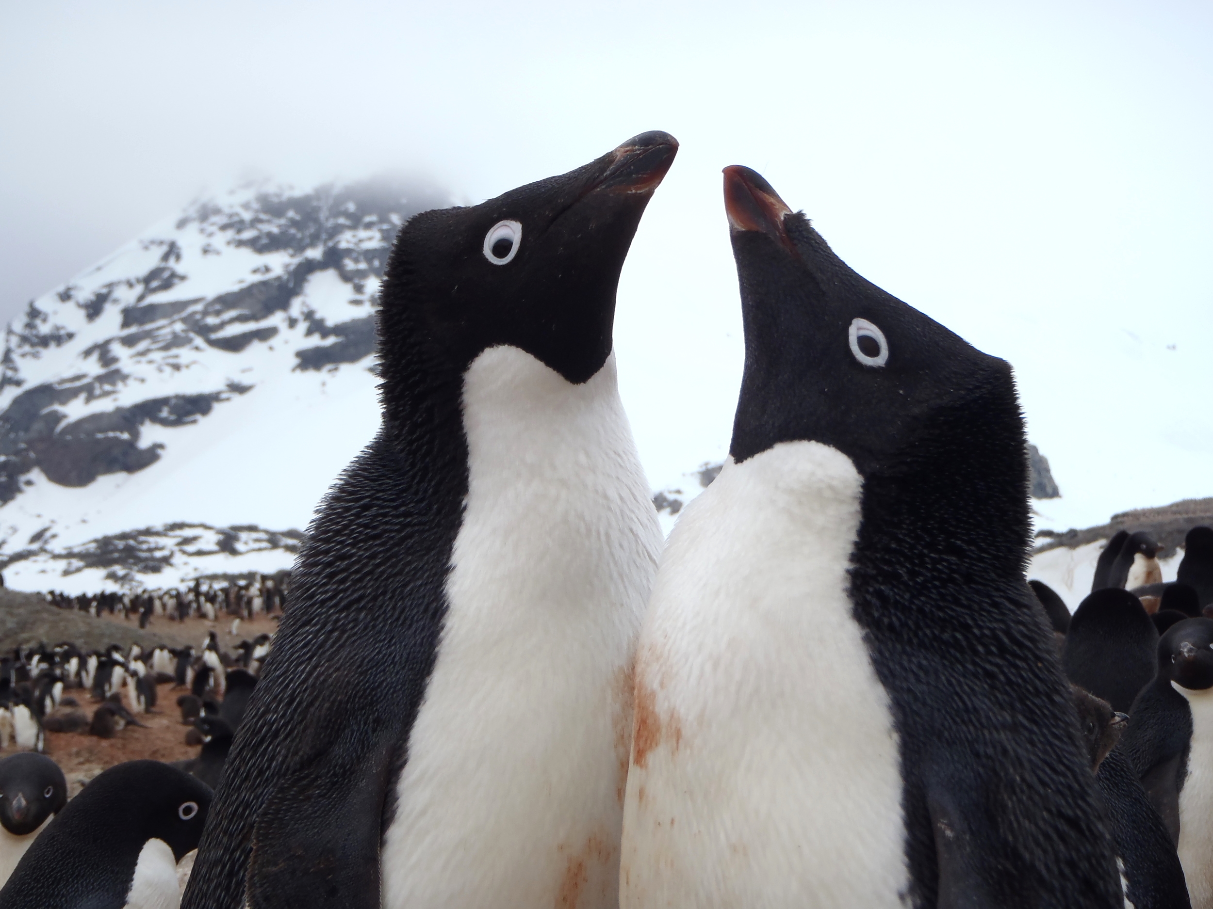 Maybe these two will be the first to welcome the AWR funded scientists to the field? Photo: Andrew Lowther