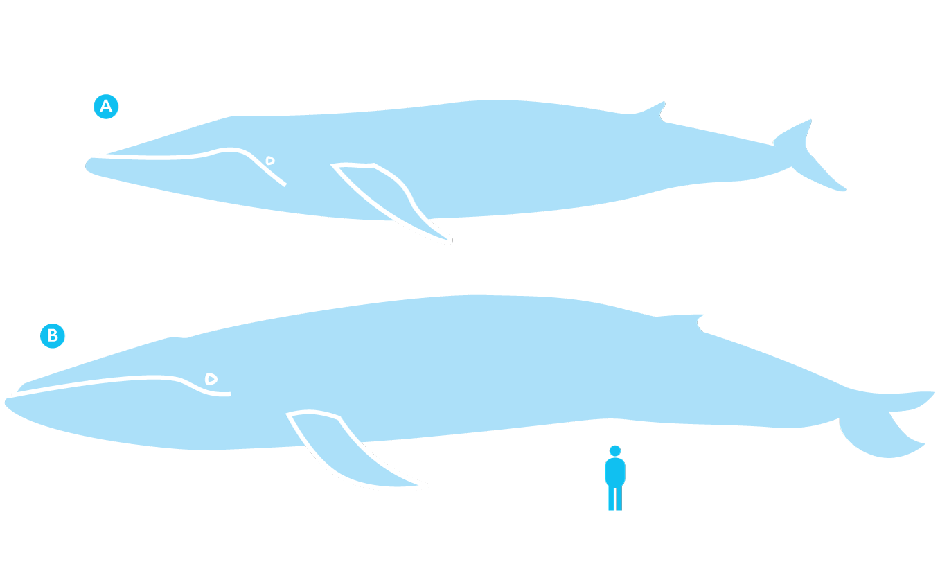 Fin whale (A), blue whale (B) and a human