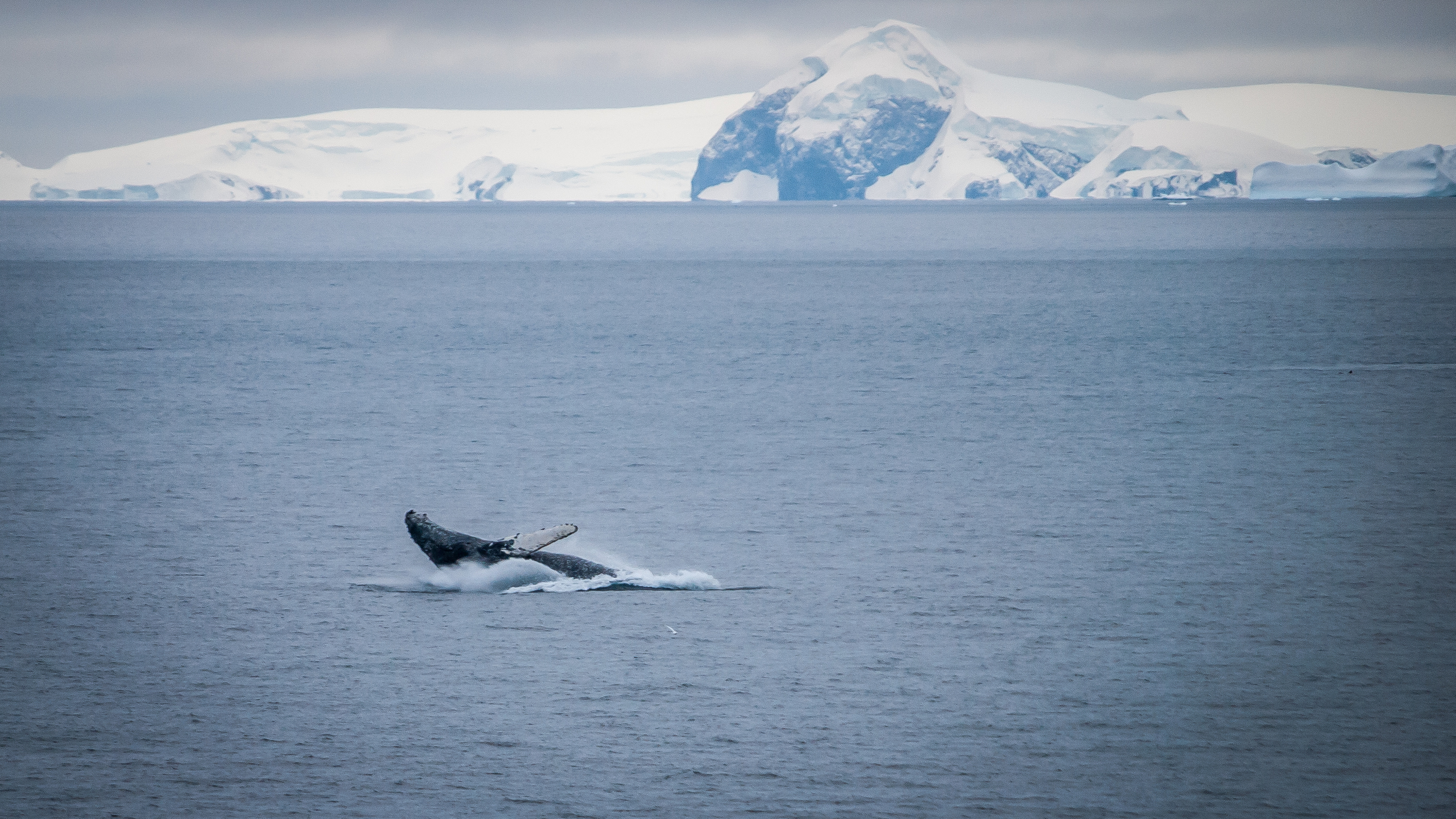 Humpback Whale Photo: Frank Grebstad