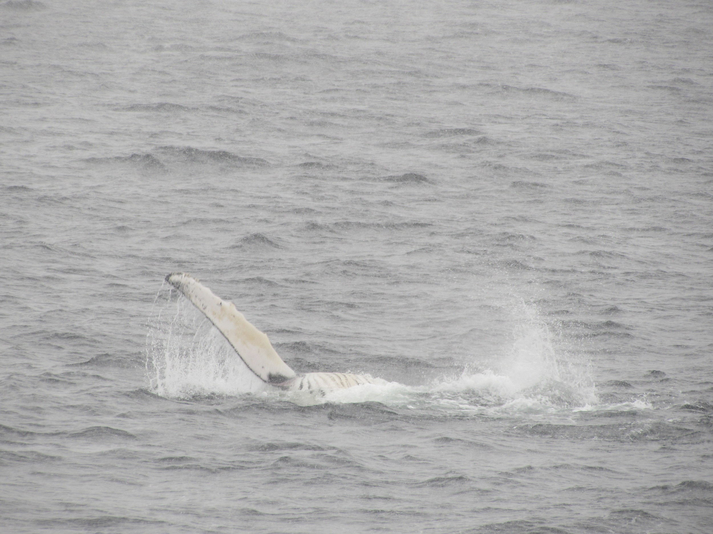 Photo: One Ocean Expedition