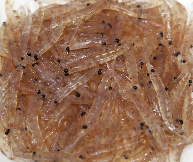 Understanding krill — AWR