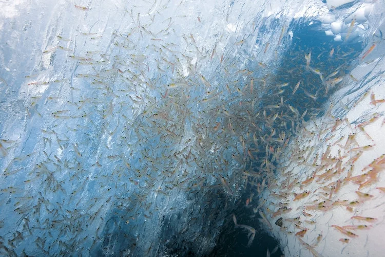 Krill2.jpg