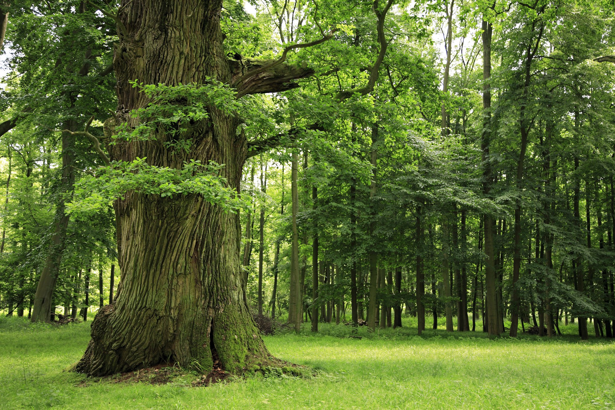 TREES EMIT HEALING PHYTOCIDES