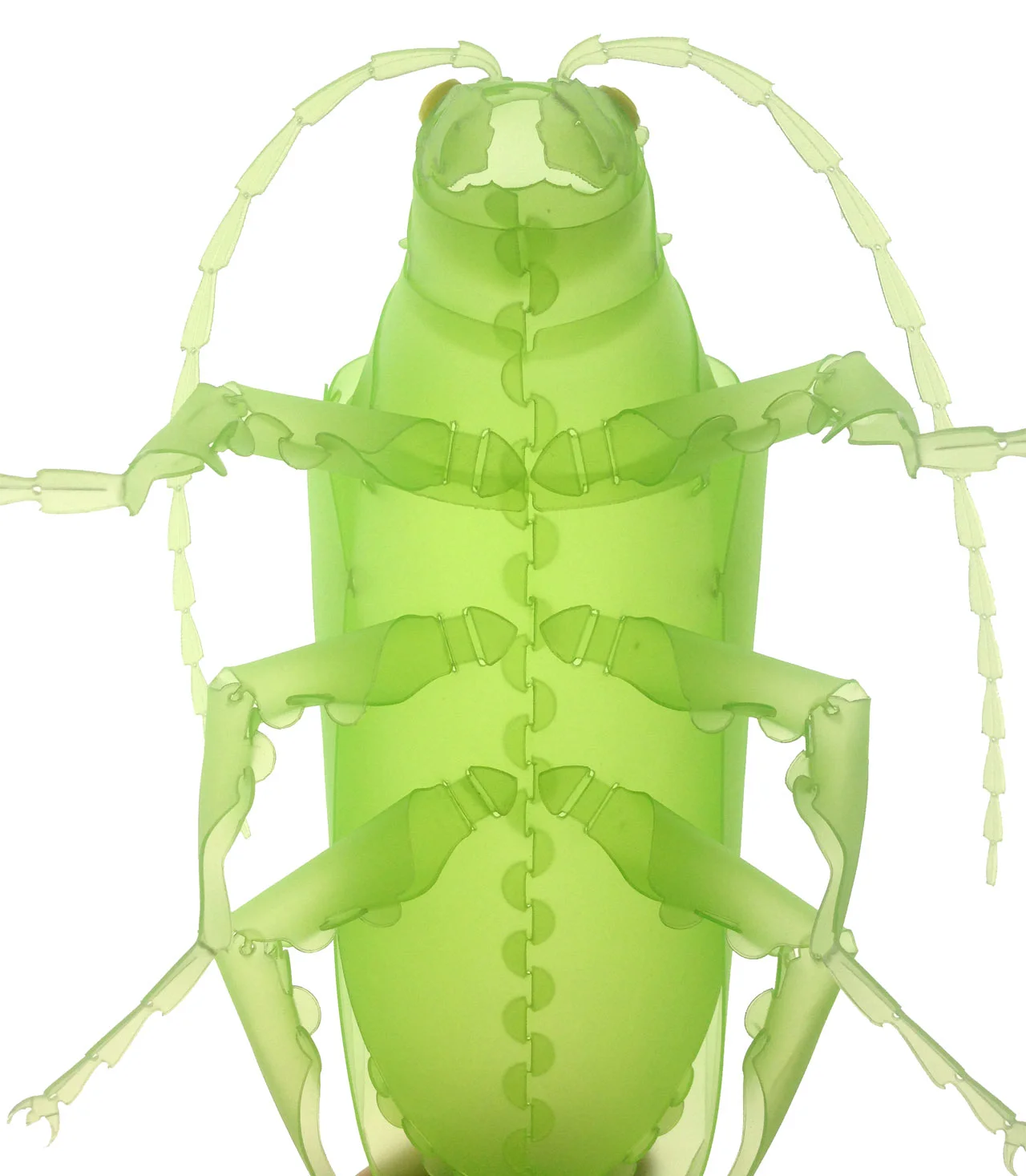 Bug-3.jpg