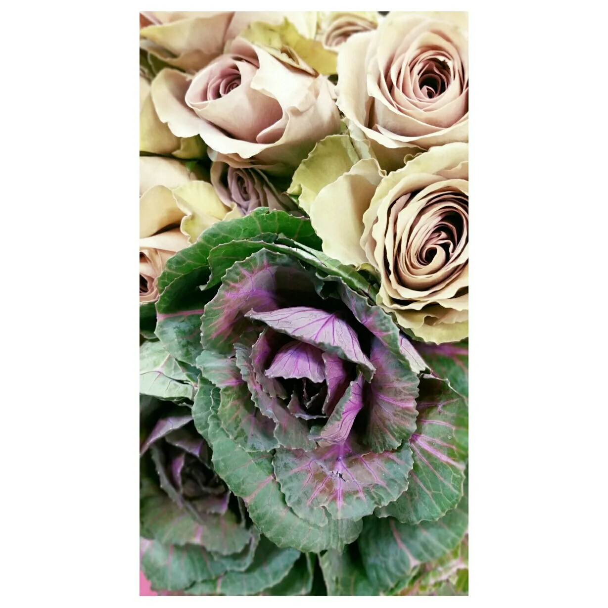 amnesia roses