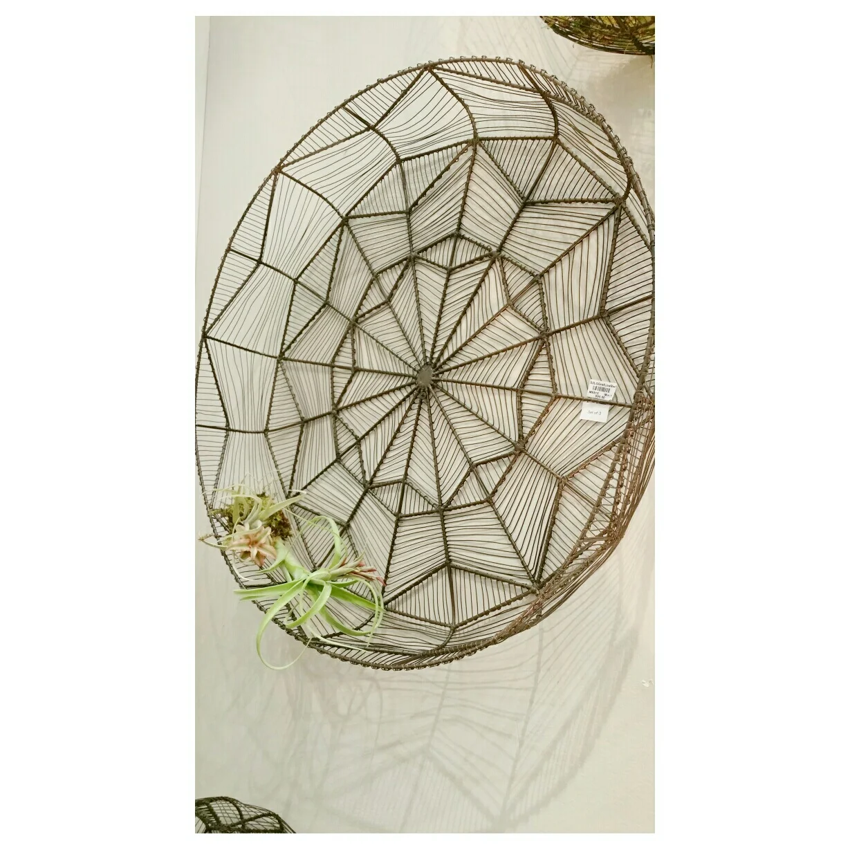 Dream Catcher with Air Plants