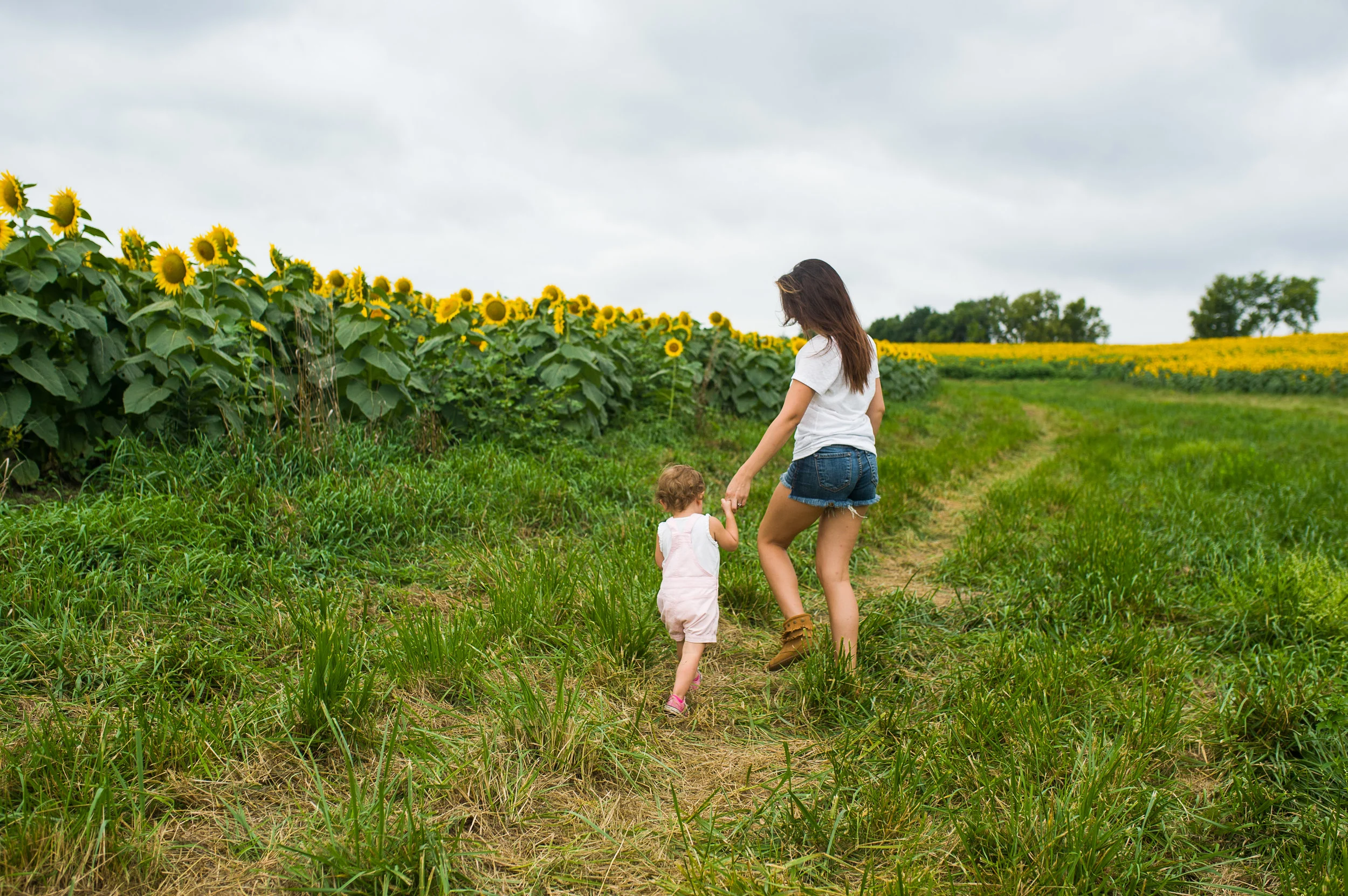 Kansas City Sunflower Portraits 
