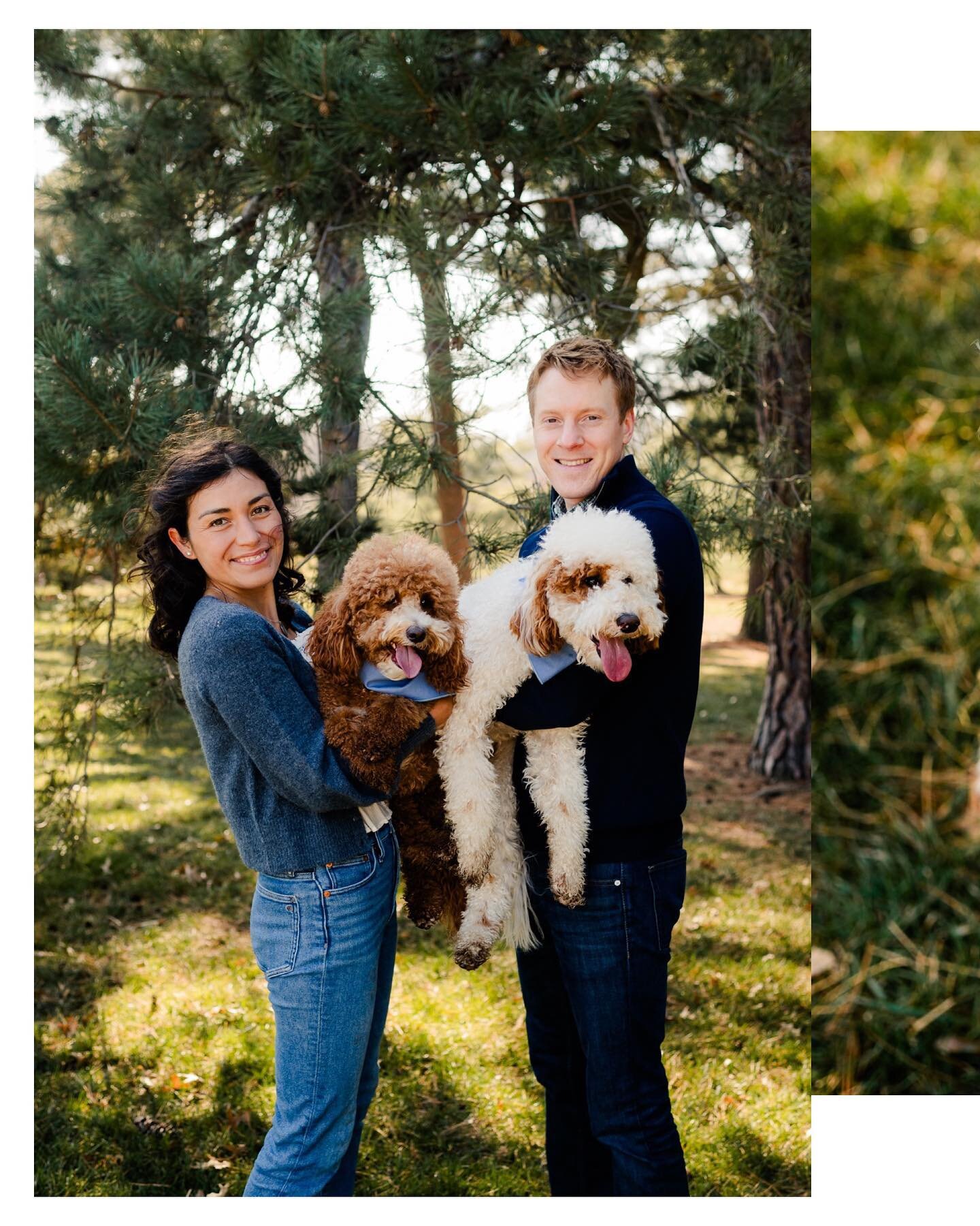 Just the cutest fluffy puppies. 🐶😊 #kcphotographer #kcfamilyphotographer