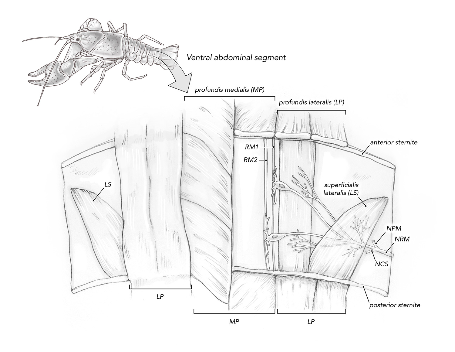 crayfish mro diagram_web.jpg