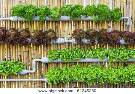 VERTICAL FARMING - NEW WAY TO FEED THE WORLD