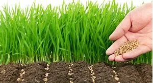 SOWING AND REAPING