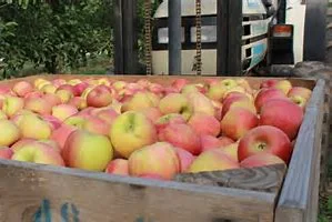 THE APPLE CART