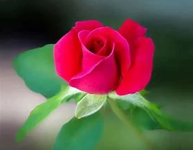 GOD'S ROSEBUD