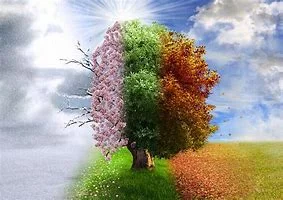 FOUR SEASONS OF A TREE