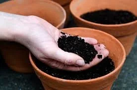 SOW A SEED OF HONESTY