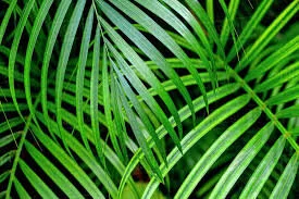 PALM SUNDAY