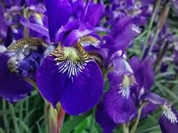 THE SILENT SCREAM OF THE IRIS BULBS