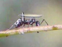 THE ANT AND THE CONTACT LENS