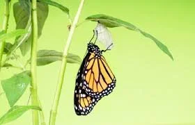 STRUGGLE OF THE BUTTERFLY