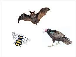 THE BUZZARD, THE BAT AND THE BEE