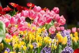 SPRING HAS SPRUNG!