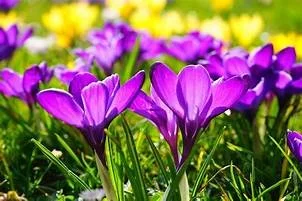 WELCOME SPRING!