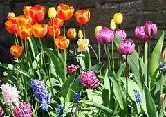 THE ESSENCE AND BEAUTY OF SPRING